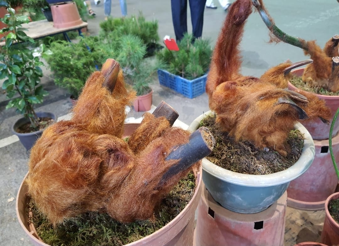 逛花市「發現神秘植物」是檳榔渣、還是肉鬆？ 老一輩全認出「小時候都用它」：居家必備良藥