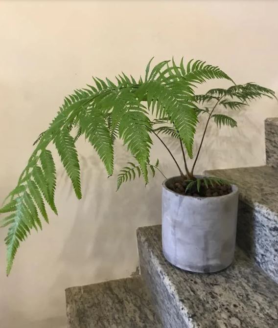 逛花市「發現神秘植物」是檳榔渣、還是肉鬆？ 老一輩全認出「小時候都用它」：居家必備良藥
