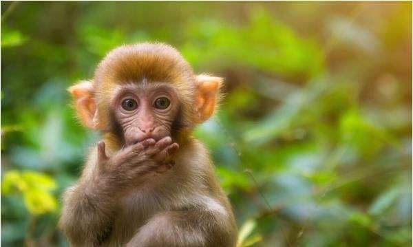 從來不服輸！「最有骨氣」的5個生肖　「凡事靠自己」早晚出人頭地