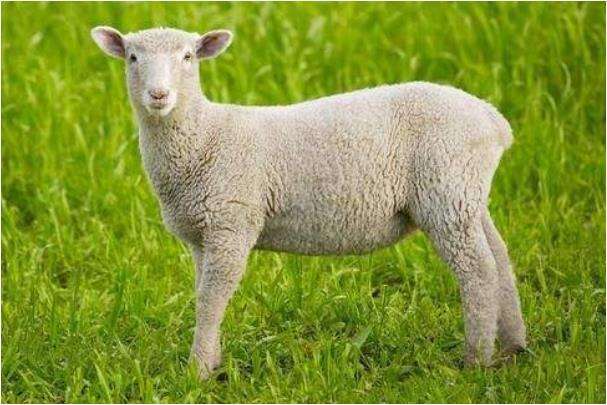 從來不服輸！「最有骨氣」的5個生肖　「凡事靠自己」早晚出人頭地