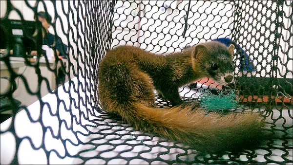 聽不懂！女友要求「幫我買黃鼠狼」男友滿頭問號　店員笑了「要講台語才懂」網友大開眼界