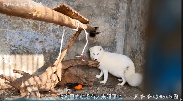  自掏腰包蓋動物園！81歲老兵「堅持當牠們的守護神」花光千萬積蓄　苦守32年「只為圓女兒臨終前遺願」