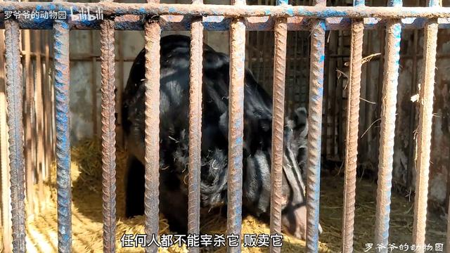  自掏腰包蓋動物園！81歲老兵「堅持當牠們的守護神」花光千萬積蓄　苦守32年「只為圓女兒臨終前遺願」