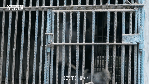  自掏腰包蓋動物園！81歲老兵「堅持當牠們的守護神」花光千萬積蓄　苦守32年「只為圓女兒臨終前遺願」