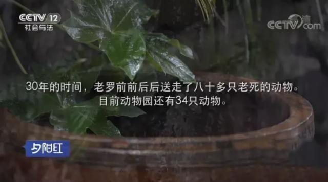  自掏腰包蓋動物園！81歲老兵「堅持當牠們的守護神」花光千萬積蓄　苦守32年「只為圓女兒臨終前遺願」