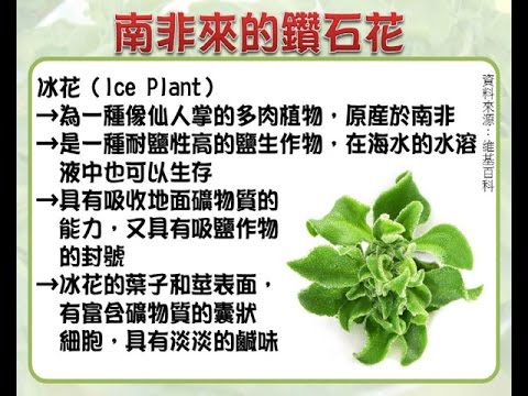 收到詭異結晶蔬菜！都市俗「傻問怎麼料理」老饕一看驚呼超美味　再揭「4大超神功效」：最頂級養生食材