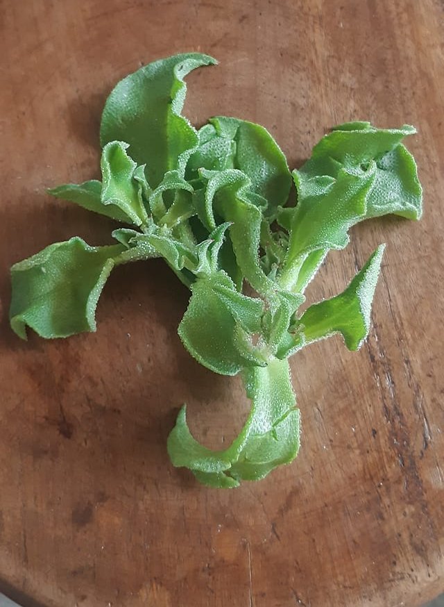 收到詭異結晶蔬菜！都市俗「傻問怎麼料理」老饕一看驚呼超美味　再揭「4大超神功效」：最頂級養生食材