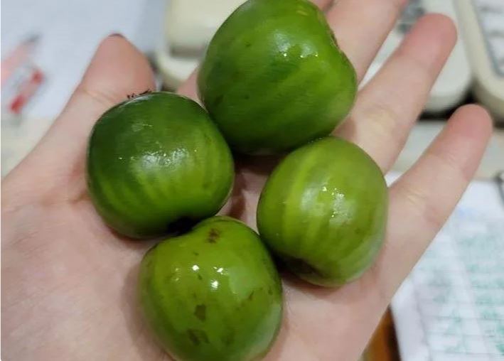 碰運氣都買不到！她收朋友送「奇怪綠色水果」只有硬幣大　切開驚呼「完全是迷你版」價格貴鬆鬆