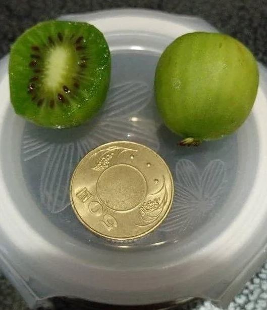 碰運氣都買不到！她收朋友送「奇怪綠色水果」只有硬幣大　切開驚呼「完全是迷你版」價格貴鬆鬆
