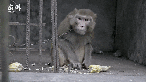  自掏腰包蓋動物園！81歲老兵「堅持當牠們的守護神」花光千萬積蓄　苦守32年「只為圓女兒臨終前遺願」
