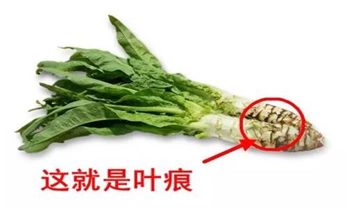 春天一定要吃的蔬菜！比地瓜抗癌「效果還要強」還能降血壓　飯桌不能少了它