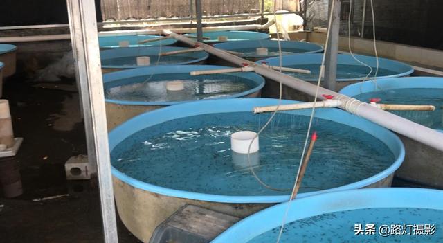 隱居深山10年！她花4百萬元「住到懸崖峭壁上」　天天養魚怡然自得「年收入竟破百萬」樂享仙境生活