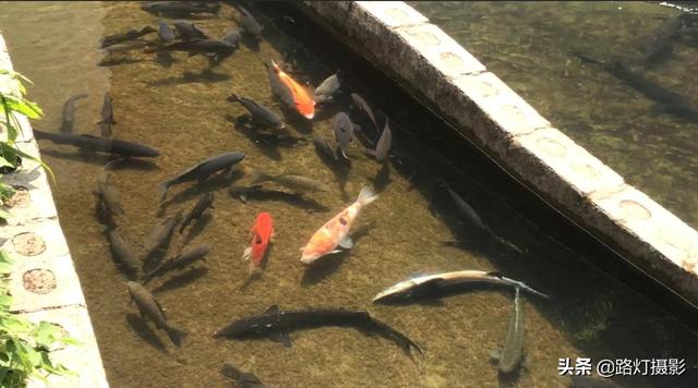 隱居深山10年！她花4百萬元「住到懸崖峭壁上」　天天養魚怡然自得「年收入竟破百萬」樂享仙境生活