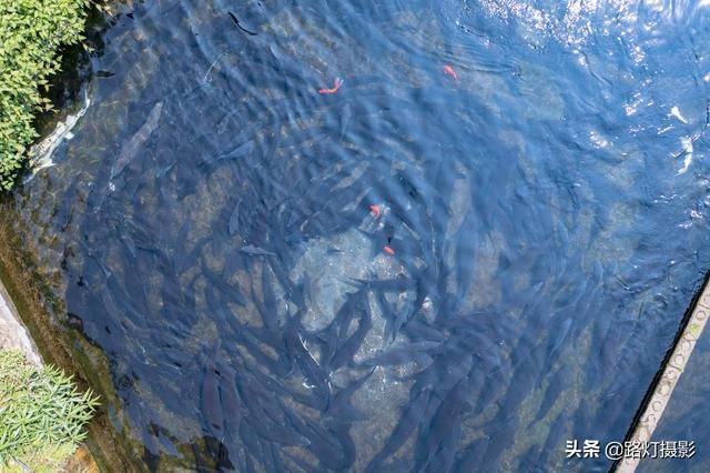 隱居深山10年！她花4百萬元「住到懸崖峭壁上」　天天養魚怡然自得「年收入竟破百萬」樂享仙境生活