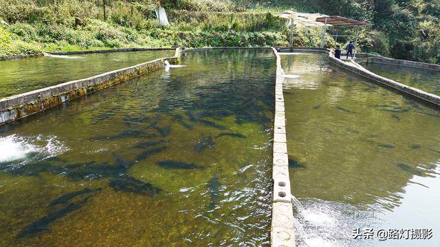 隱居深山10年！她花4百萬元「住到懸崖峭壁上」　天天養魚怡然自得「年收入竟破百萬」樂享仙境生活