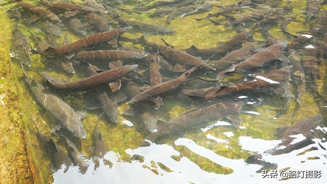 隱居深山10年！她花4百萬元「住到懸崖峭壁上」　天天養魚怡然自得「年收入竟破百萬」樂享仙境生活
