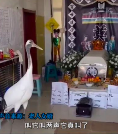 喪禮驚見祥瑞！87歲老翁過世「野生仙鶴叩首送行」吉祥畫面曝光　安詳駕鶴西遊「家屬敬送回禮」