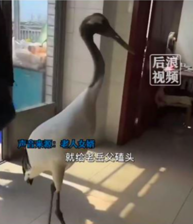 喪禮驚見祥瑞！87歲老翁過世「野生仙鶴叩首送行」吉祥畫面曝光　安詳駕鶴西遊「家屬敬送回禮」