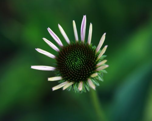 別不信！城府深「最不好惹」的五大生肖　「發起火來連自己都怕」千萬不要去招惹他們