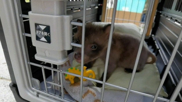「剛出生幼犬」找不到媽先收編！養2個月卻「長不大、也無狗屎味」鑑定發現：撿到寶了