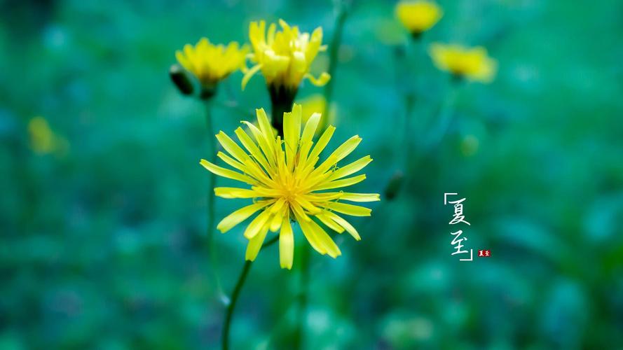 夏至時節！12生肖要特別注意「找對旺運方位」順應時節　不僅「有助於健康」還能好運連連