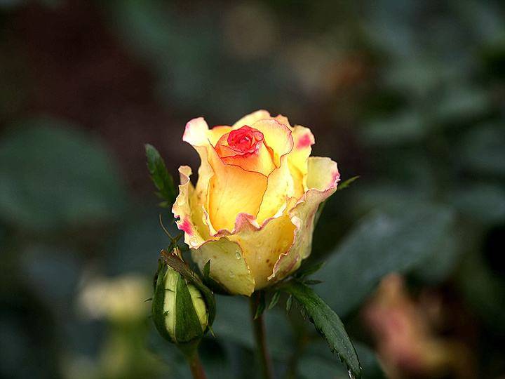 老一輩人常說：這兩個生肖要是在一起「是上上等婚姻」 　夫妻「恩愛到白頭」財旺三代人