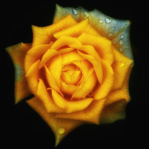 老一輩人常說：這兩個生肖要是在一起「是上上等婚姻」 　夫妻「恩愛到白頭」財旺三代人