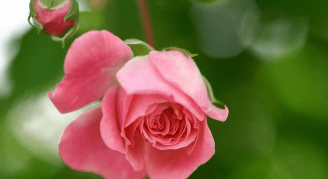 老一輩人常說：這兩個生肖要是在一起「是上上等婚姻」 　夫妻「恩愛到白頭」財旺三代人