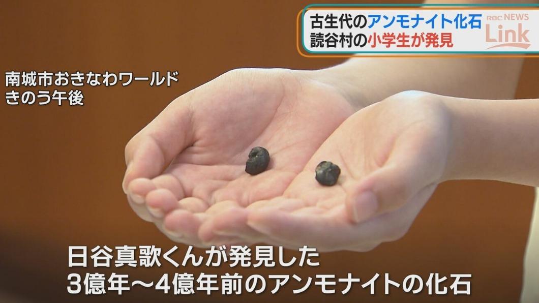 好眼光撿到寶！6歲男童「撿到2顆小黑石」直覺不單純　送驗發現「是超過4億年珍寶」連博物館都沒有