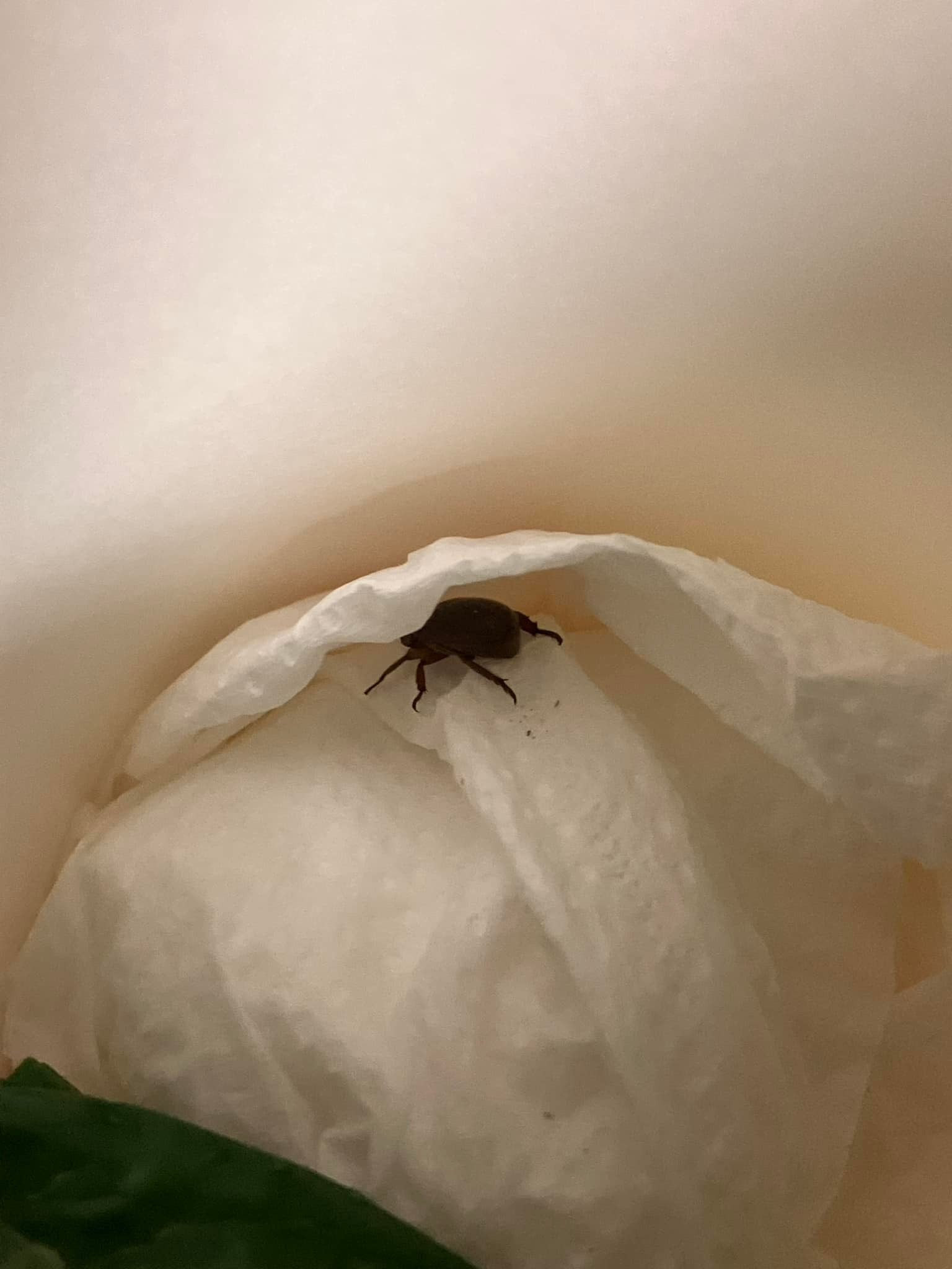 生命誠可貴！61歲資深女星「目睹奄奄一息小生命」馬上出手相救　「不求福報」重新活過來：說不出來的感動