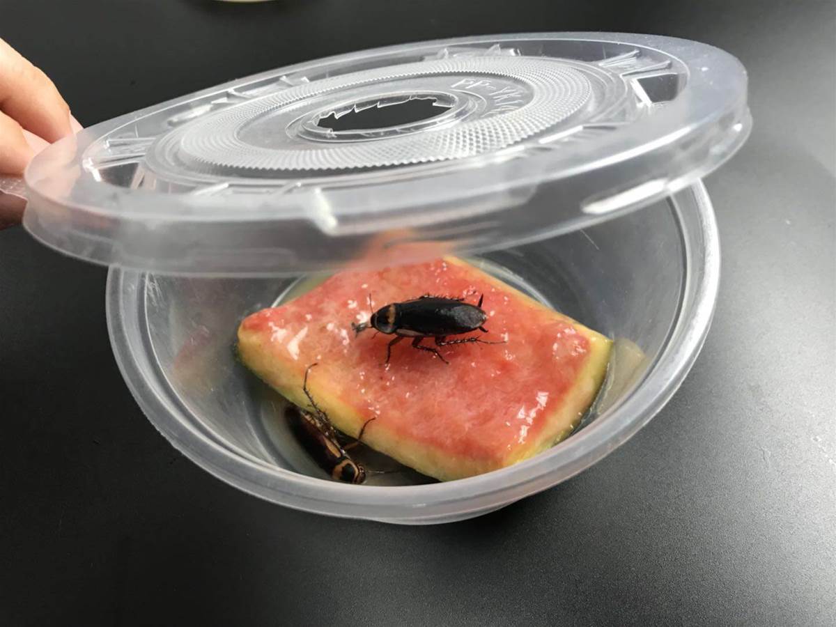 家裡有蟑螂不用怕！只需一個「西瓜皮」輕鬆消滅牠　實用秘方：2天就見效