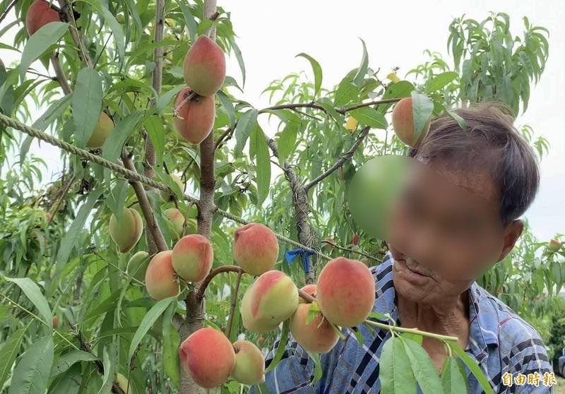 婆婆在醫院療養！公公偷買「3顆千元水蜜桃給媳婦」　再三叮囑「趁婆婆回來前吃掉」暗示藏暖心洋蔥