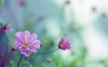 越老越有福氣！「晚年沒病沒災」的5大生肖　「不拖累子女」最主要的是不缺錢