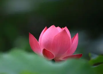越老越有福氣！「晚年沒病沒災」的5大生肖　「不拖累子女」最主要的是不缺錢