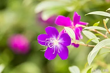 越老越有福氣！「晚年沒病沒災」的5大生肖　「不拖累子女」最主要的是不缺錢