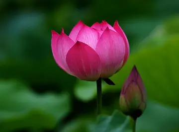 越老越有福氣！「晚年沒病沒災」的5大生肖　「不拖累子女」最主要的是不缺錢