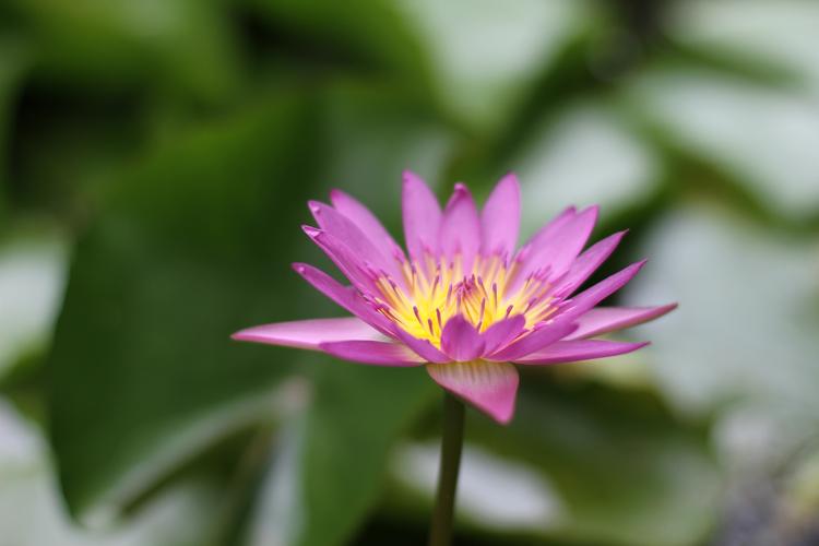 福氣滿滿！只能寵「不能罵」的5大生肖女　越寵「越旺夫」生來的富貴命 