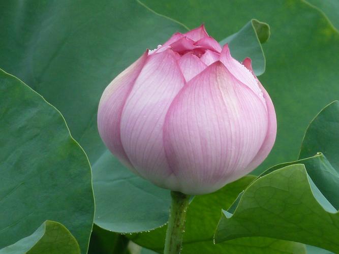 12生肖的福報歸屬!你屬什麼生肖「你的福報就在哪」 屬鼠人「聰明勤快」福報財運旺