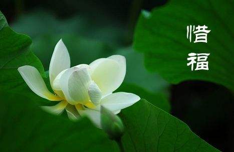 12生肖的福報歸屬!你屬什麼生肖「你的福報就在哪」 屬鼠人「聰明勤快」福報財運旺