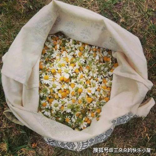 妹妹出嫁繼母給67萬！我結婚時只送「一包菊花茶」　打開後我泣不成聲：錯怪她了