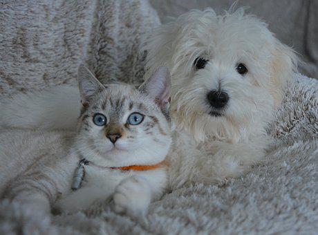 帶愛犬「去洗牙」噴了16萬！家人親戚「狂嫌浪費錢」他無奈到自我懷疑：真的被坑了嗎...