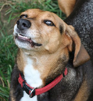 帶愛犬「去洗牙」噴了16萬！家人親戚「狂嫌浪費錢」他無奈到自我懷疑：真的被坑了嗎...