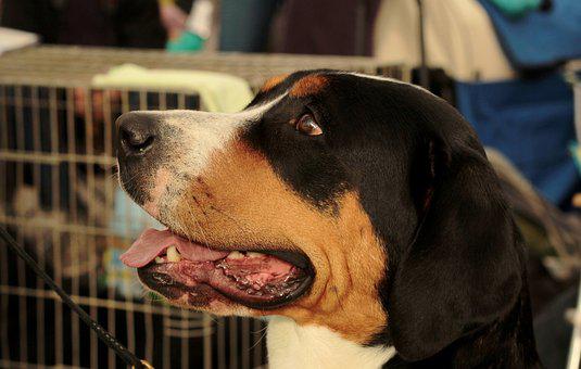 帶愛犬「去洗牙」噴了16萬！家人親戚「狂嫌浪費錢」他無奈到自我懷疑：真的被坑了嗎...