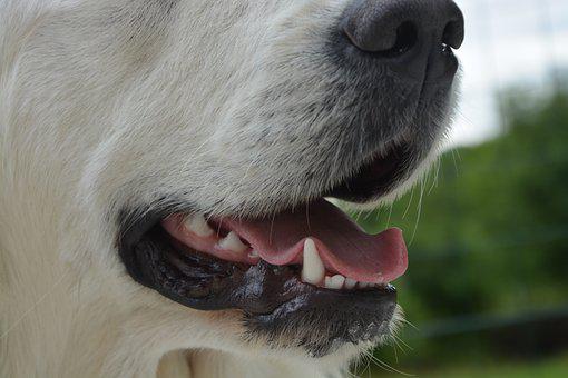 帶愛犬「去洗牙」噴了16萬！家人親戚「狂嫌浪費錢」他無奈到自我懷疑：真的被坑了嗎...