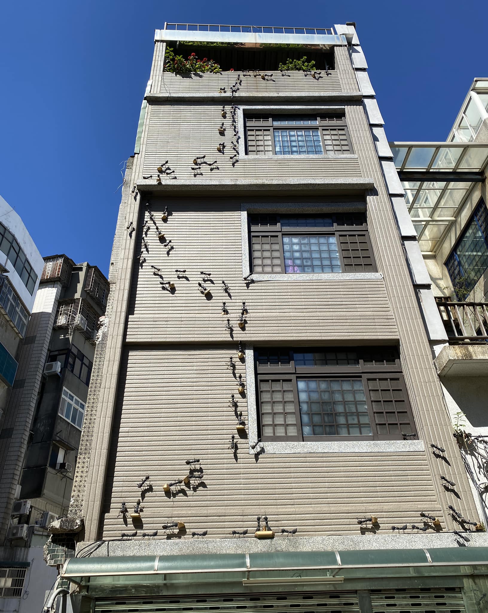 巨蟻竄透天厝！網友放大驚見「在搬金色東西」　知情人曝「背後暖心意義」一堆人搶當鄰居