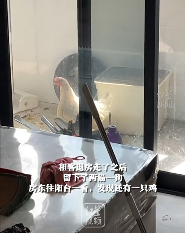 房客退租「棄養4寵物」屋內像被炸過！房東收編貓狗「雞的下場卻很慘」...