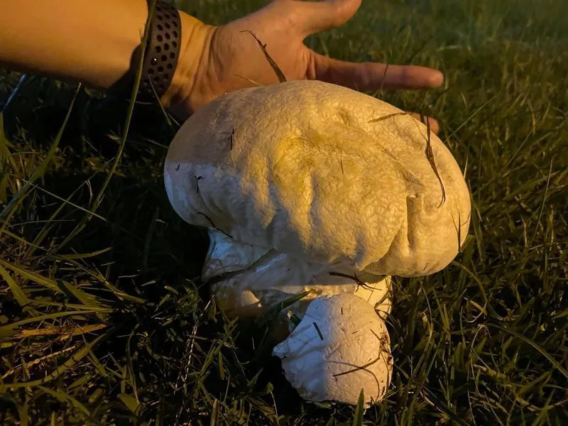 阿嬤養的菇菇！分隔島驚見「巨型饅頭菇菇」軟Q療癒超可愛　想摘回家「1顆可吃好幾餐」網友急阻止