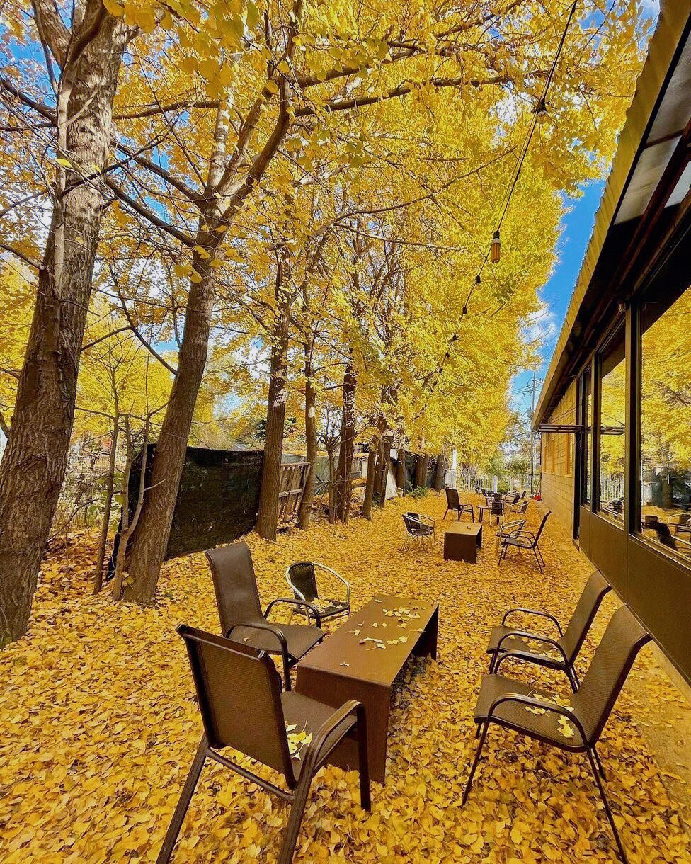 絕美黃金地毯！舊倉庫變身「金黃色咖啡屋」無比夢幻　室內座位「大片窗框進楓林」比油畫還浪漫❤️