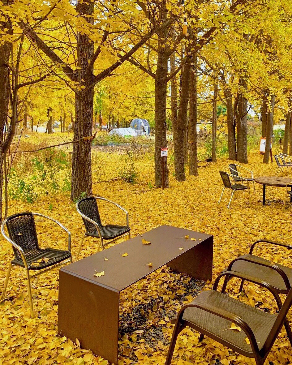 絕美黃金地毯！舊倉庫變身「金黃色咖啡屋」無比夢幻　室內座位「大片窗框進楓林」比油畫還浪漫❤️