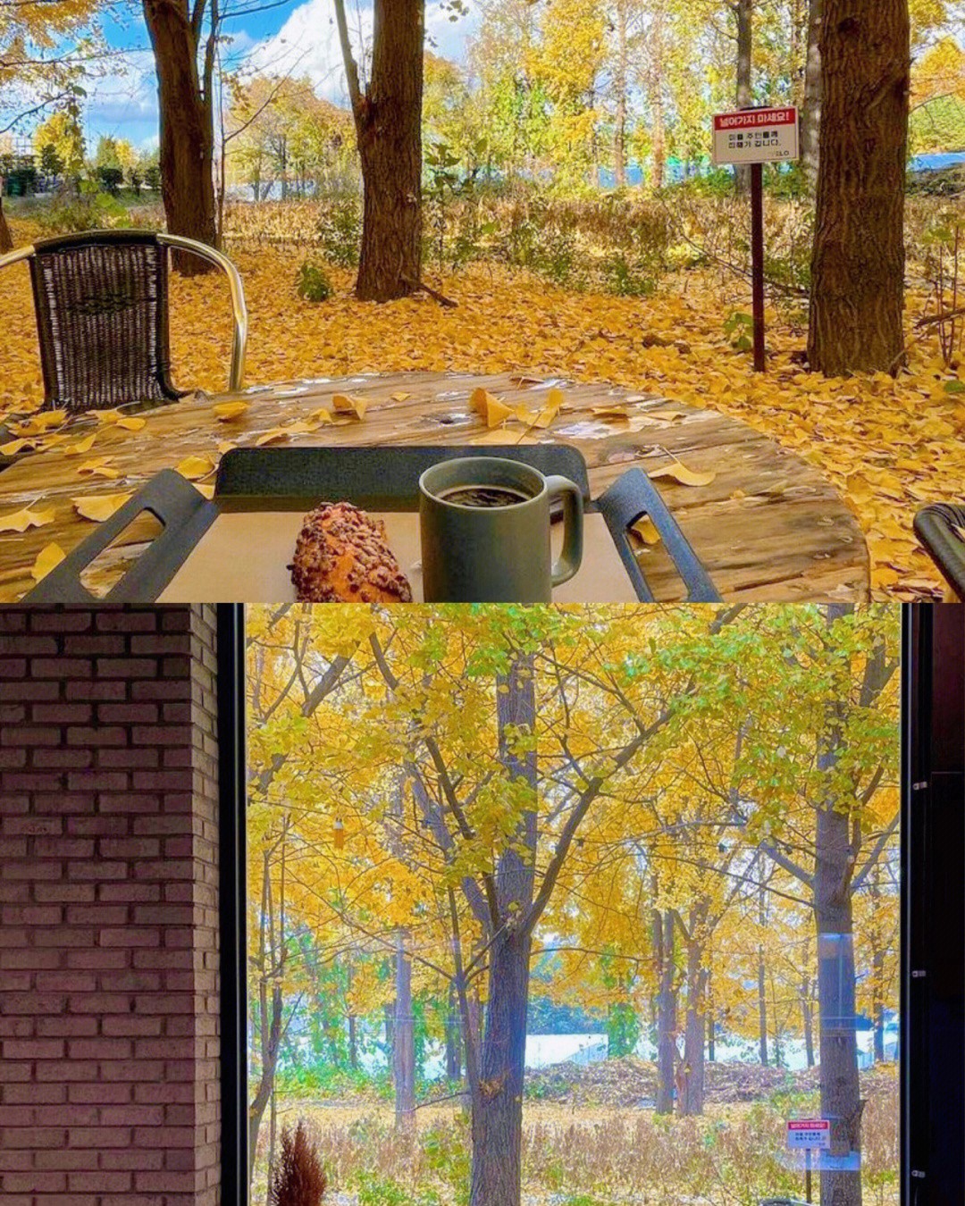 絕美黃金地毯！舊倉庫變身「金黃色咖啡屋」無比夢幻　室內座位「大片窗框進楓林」比油畫還浪漫❤️